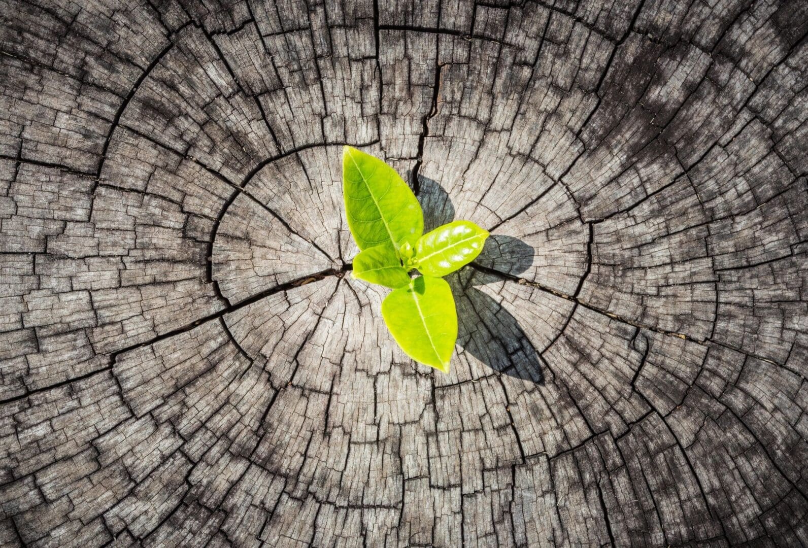 A green leaf is growing on the stump.